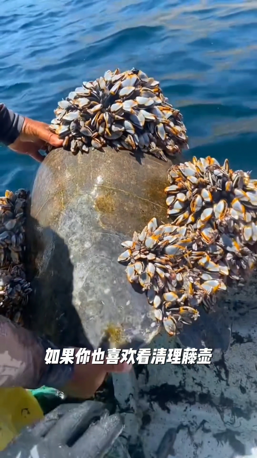藤壶寄生清理藤壶