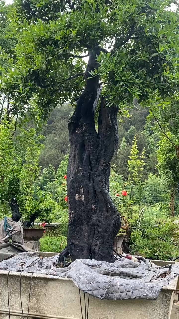 金弹子石头扁扁老桩盆景
