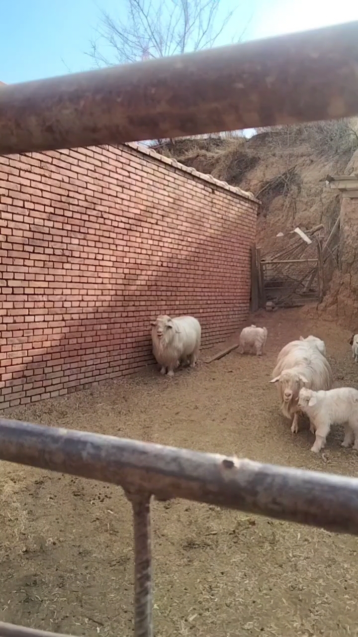 农村小羊咩咩咩咩