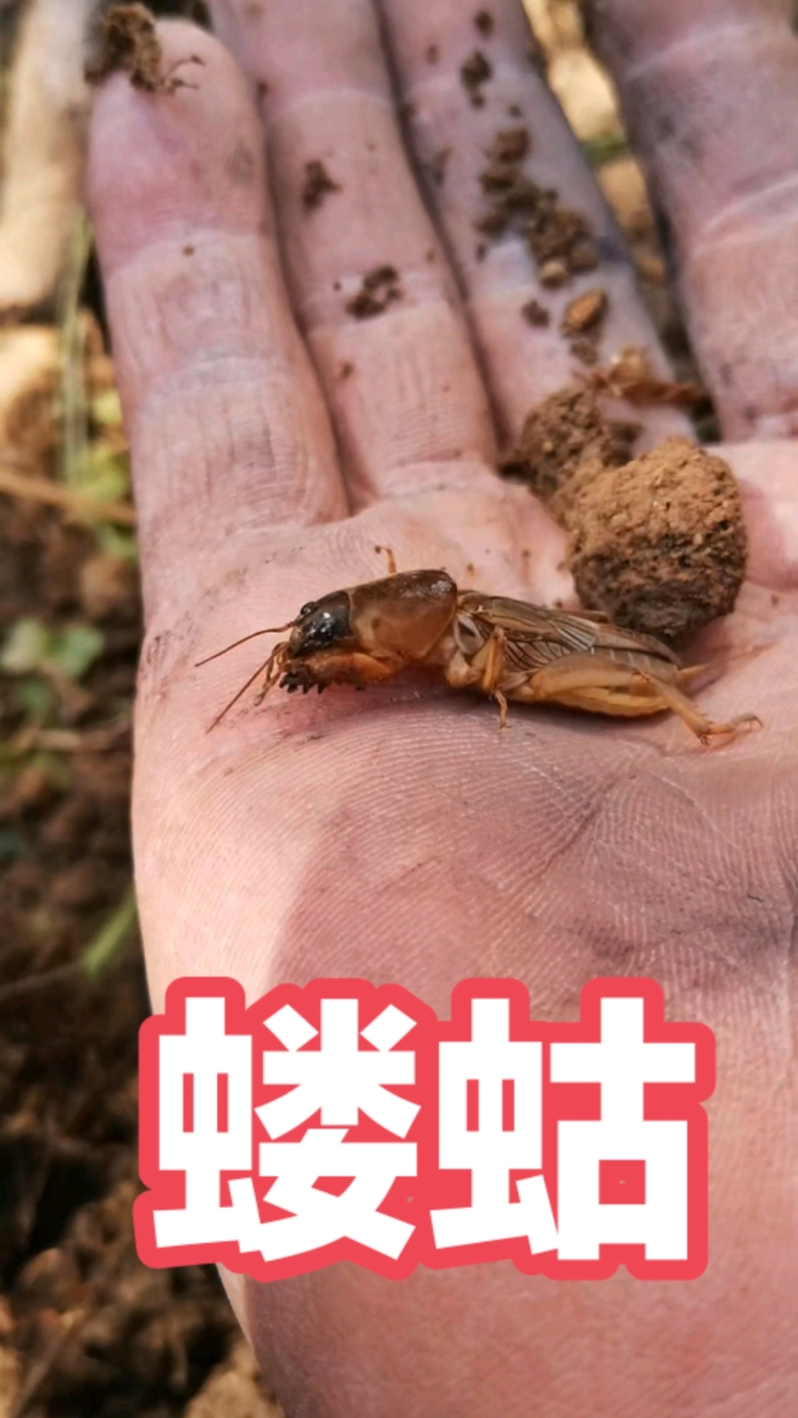 蝼蛄,以前农村常见的昆虫之一,人称土狗子,即可入本草又能食用