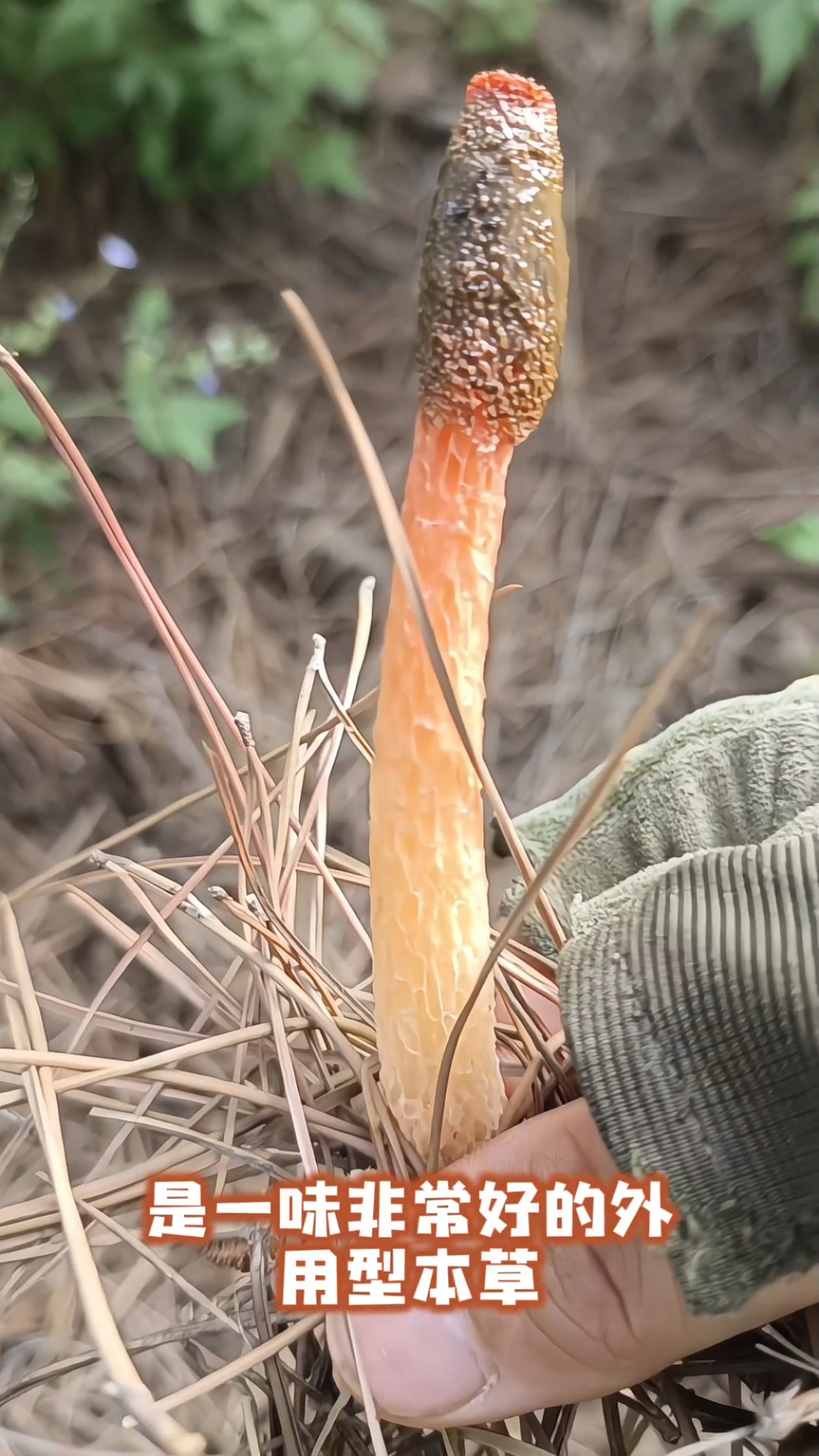 红鬼笔,鬼笔科真菌,外形像一支倒立的毛笔故名