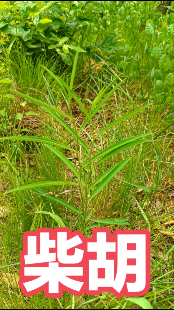 柴胡,神农本草经的上品本草,出自张仲景之手的小柴胡颗粒家喻户