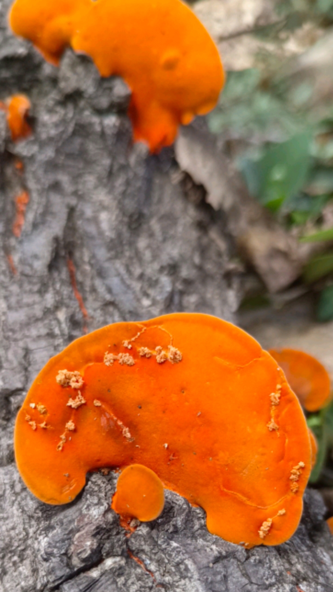 血红密孔菌,夏秋广泛分布在阔叶林腐木上,针叶林也有分布