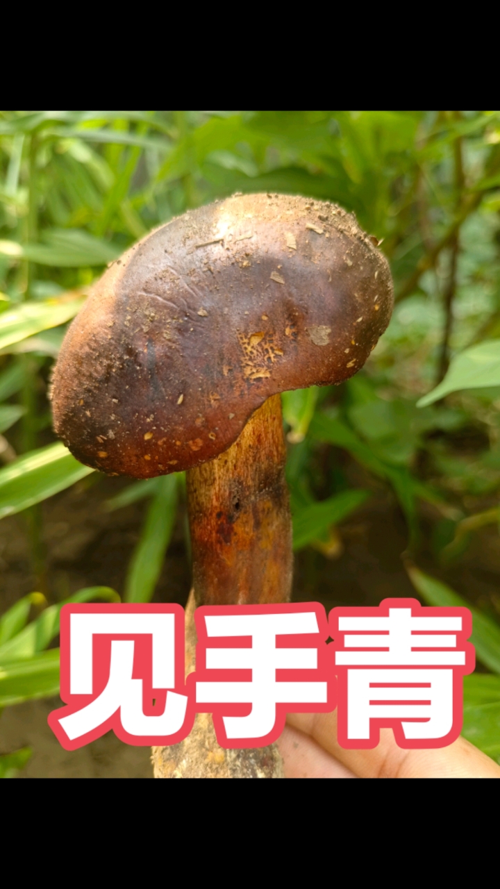 红柄牛肝菌,俗名见手青,顶流网红野生菌,国山分布广范的蘑菇之