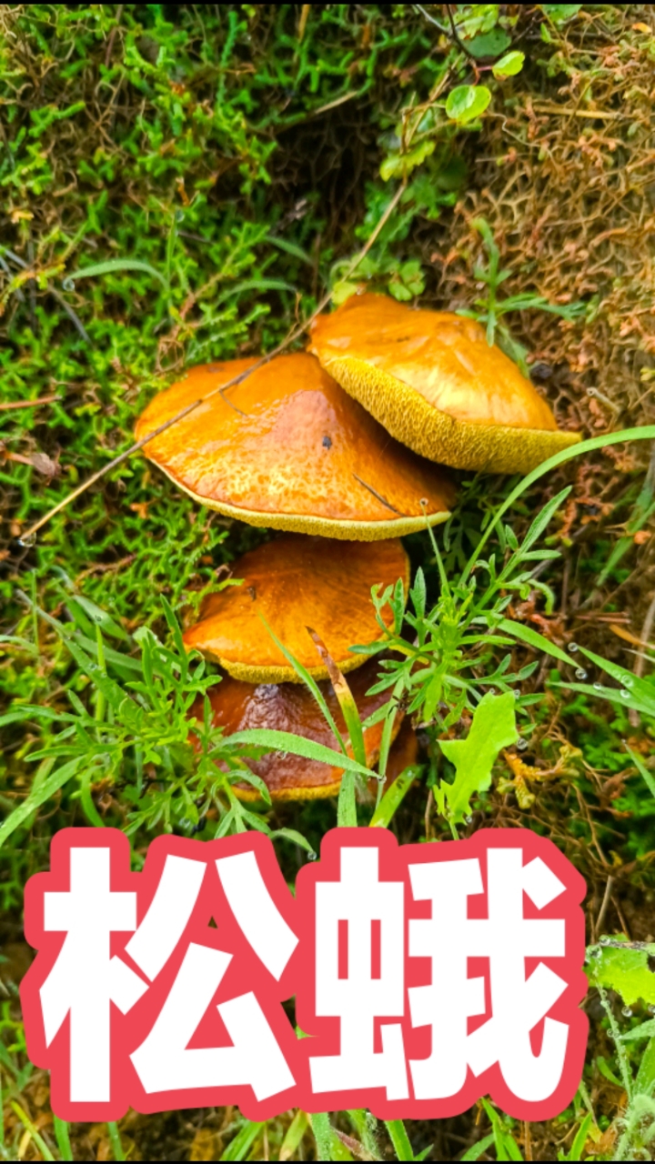 松莪,又名松蛾,松蘑,粘团子,粘窝子等,学名点柄乳牛肝菌