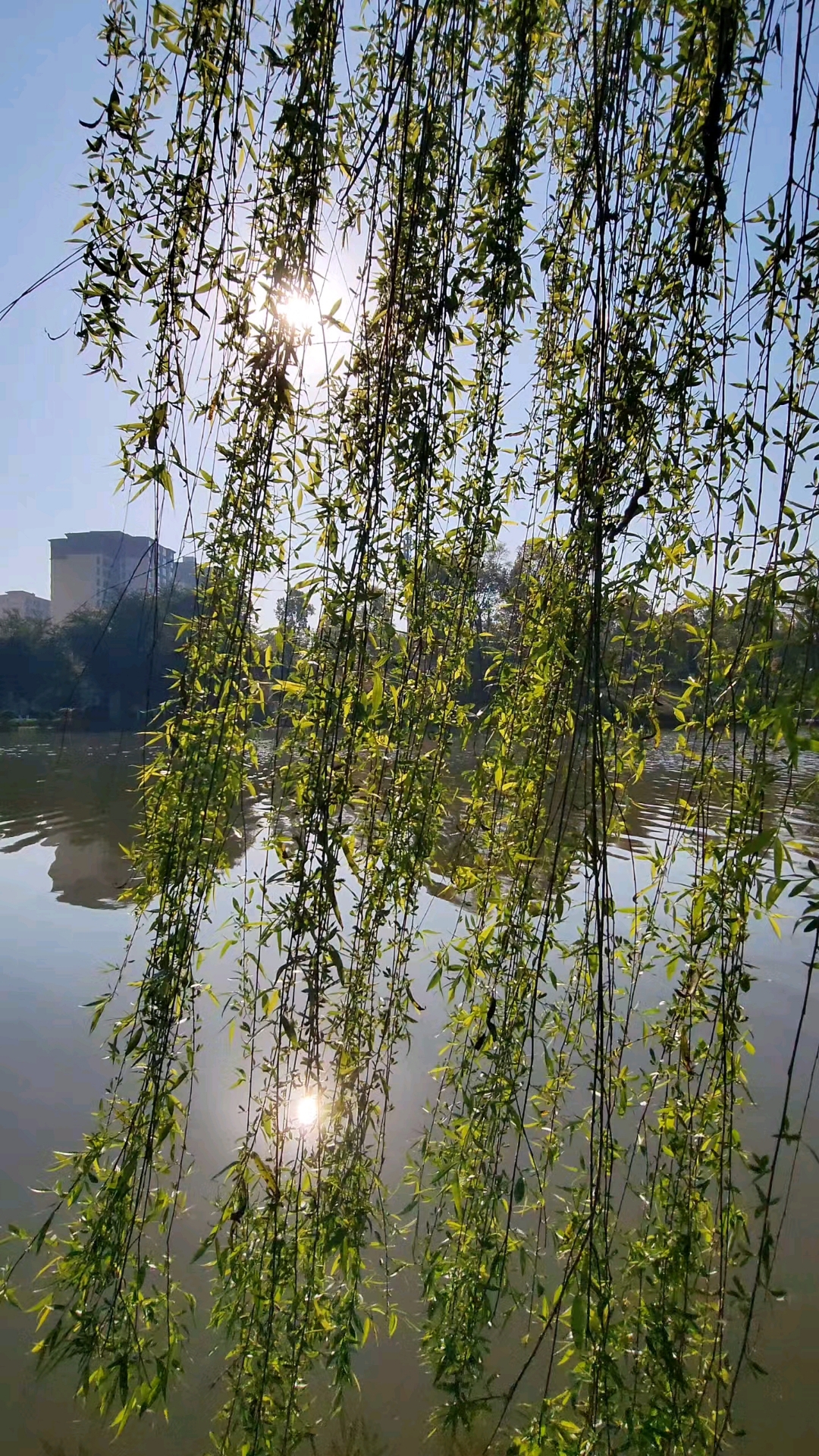 杨柳青青江水平
