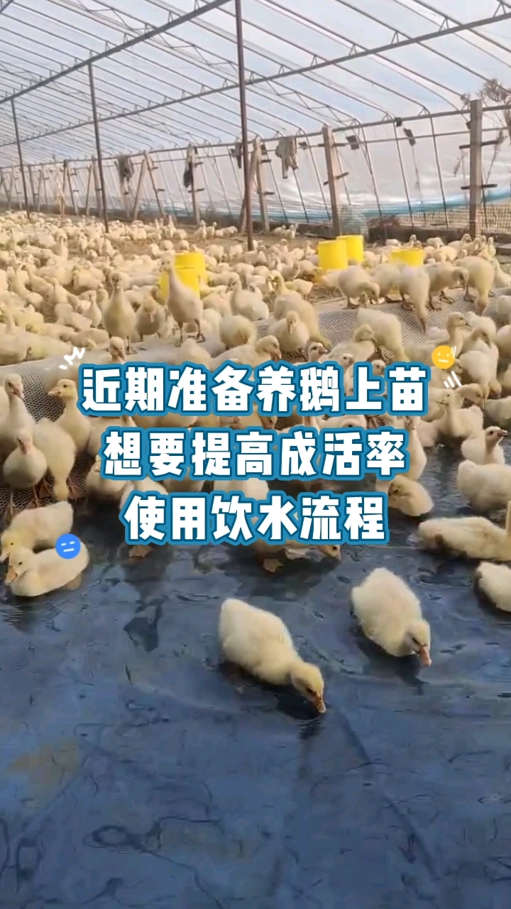养鹅想要提高成活率