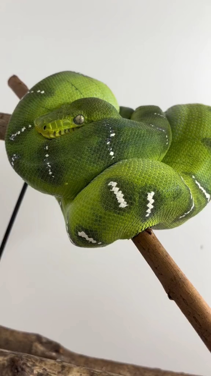 国外老哥的宠物绿树蟒