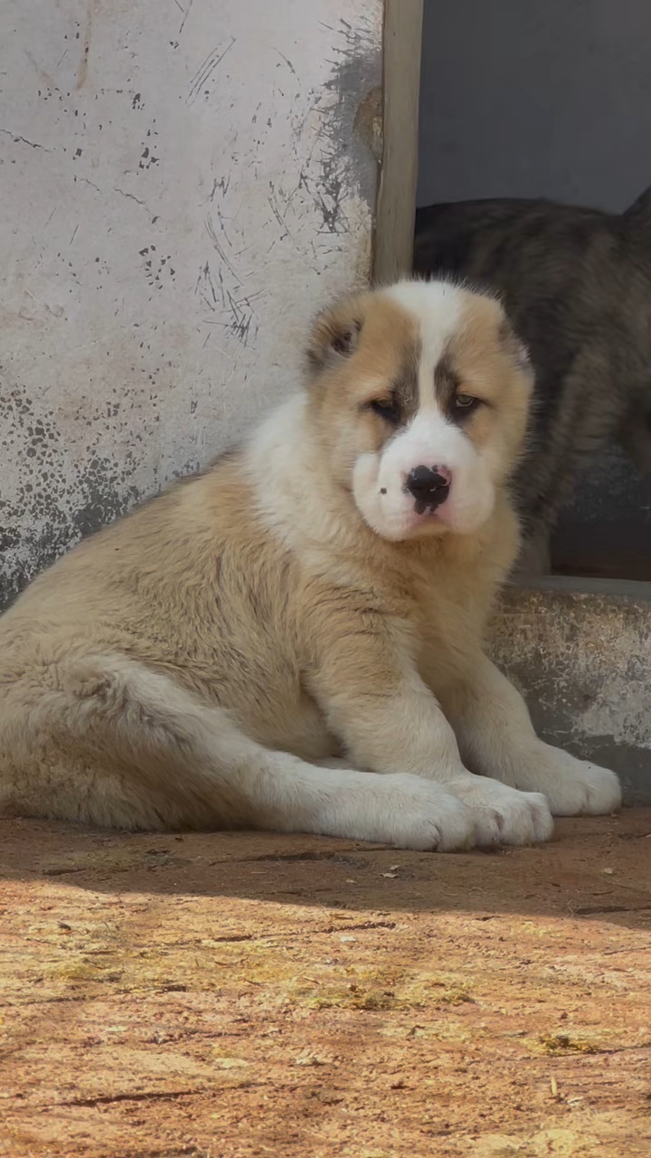 中亚牧羊犬找新家