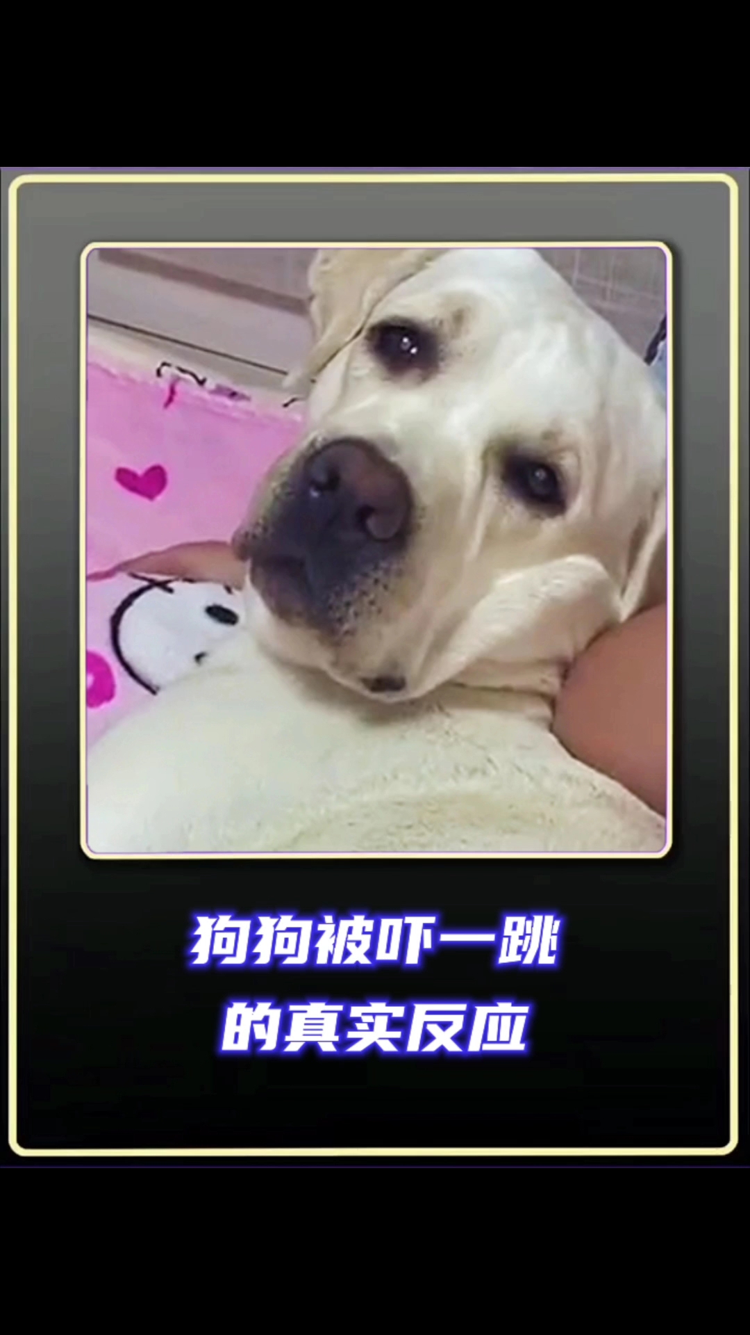 狗狗被吓一跳的真是反应