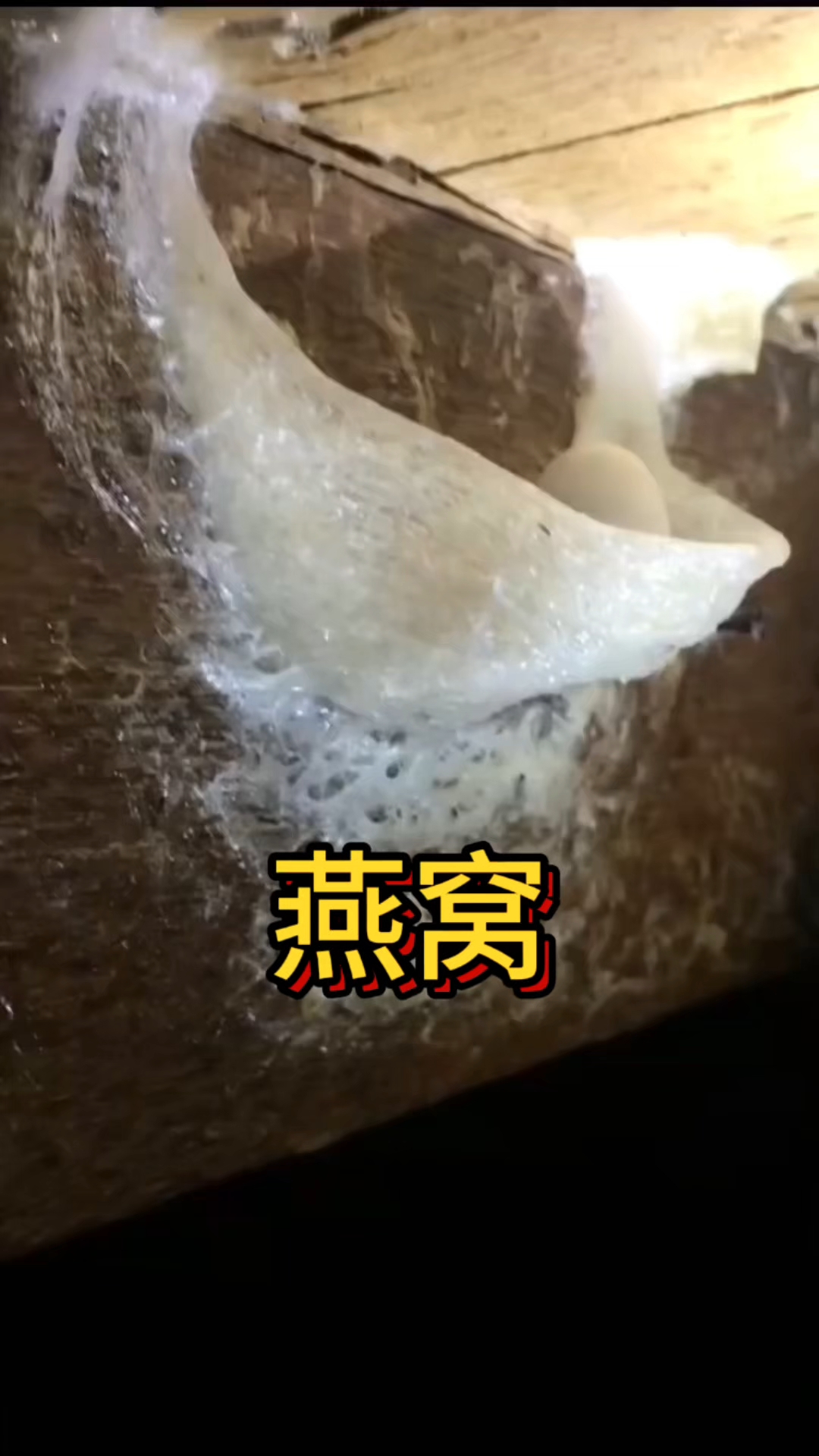 印尼燕窝2025年最新#燕窝#燕尚窝#溯源码燕窝