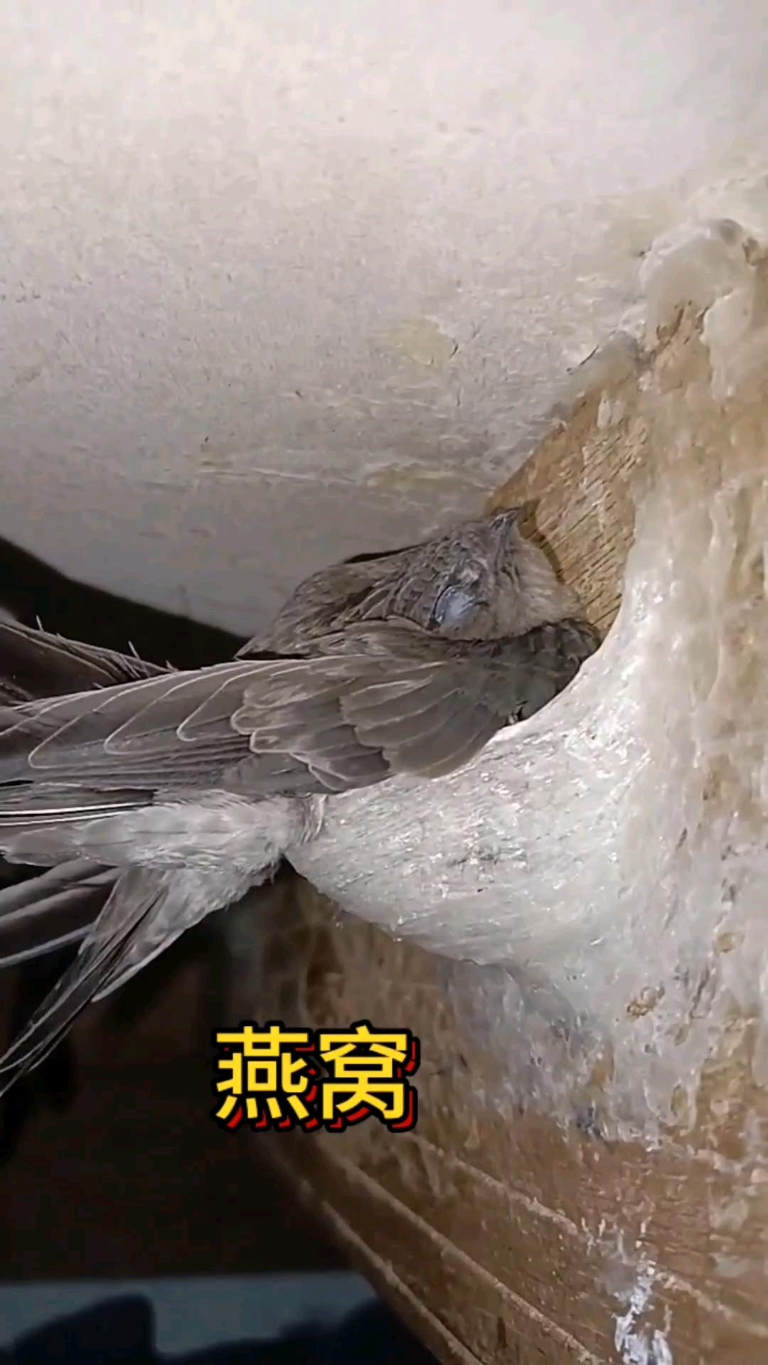 金丝燕在燕窝里躺平!#燕窝#燕尚窝#金丝燕