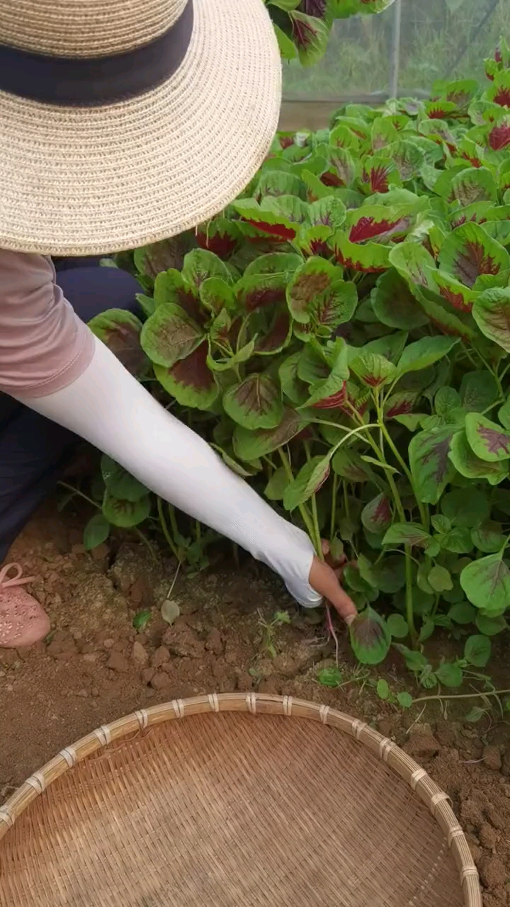 看一下这是什么菜种