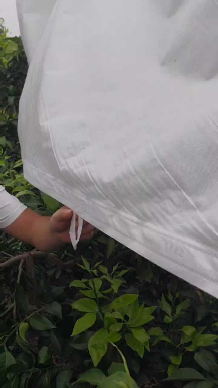 柑橘防寒布挂扣使用方法