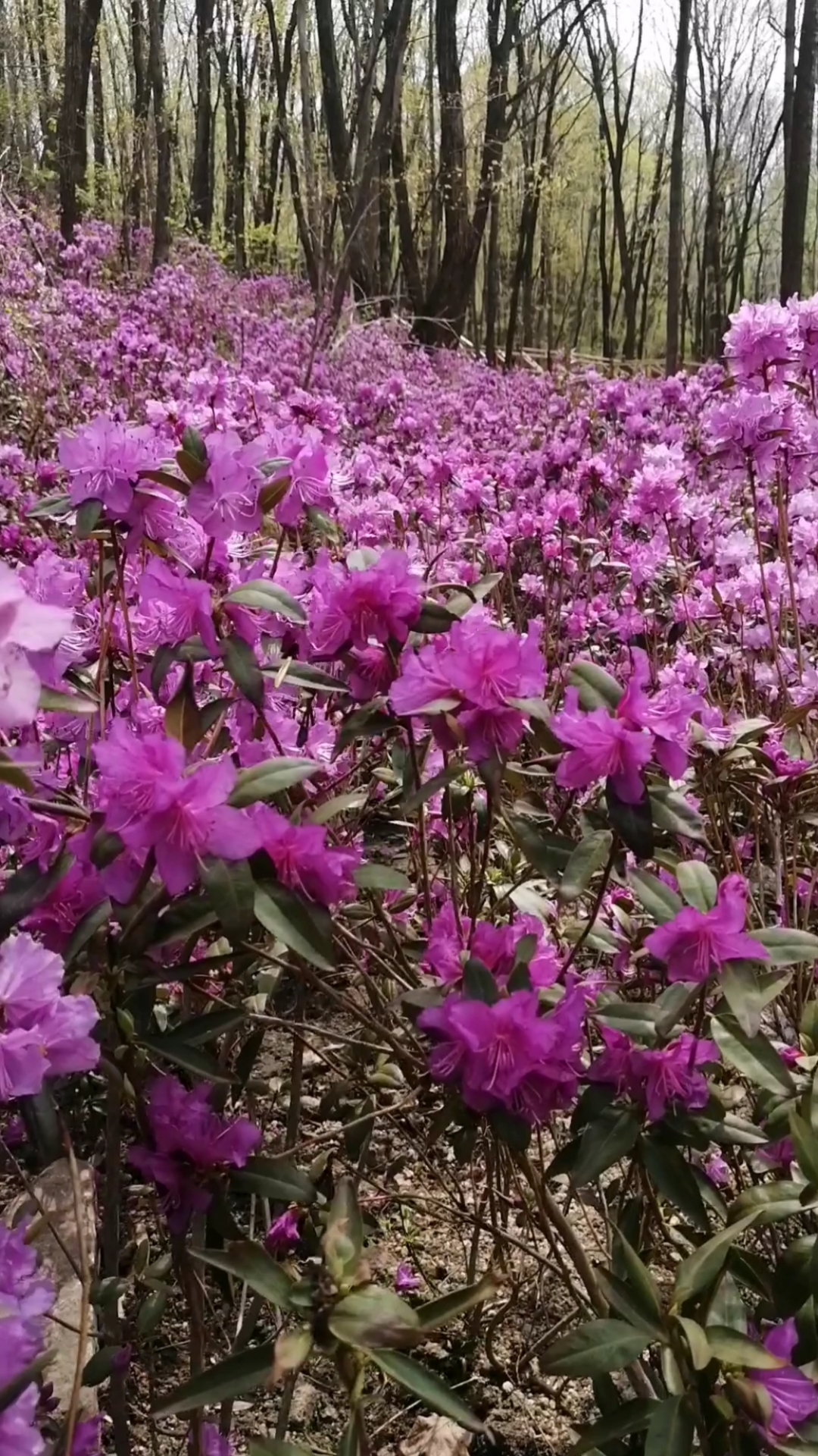 兴安杜鹃花海黑龙江通河县