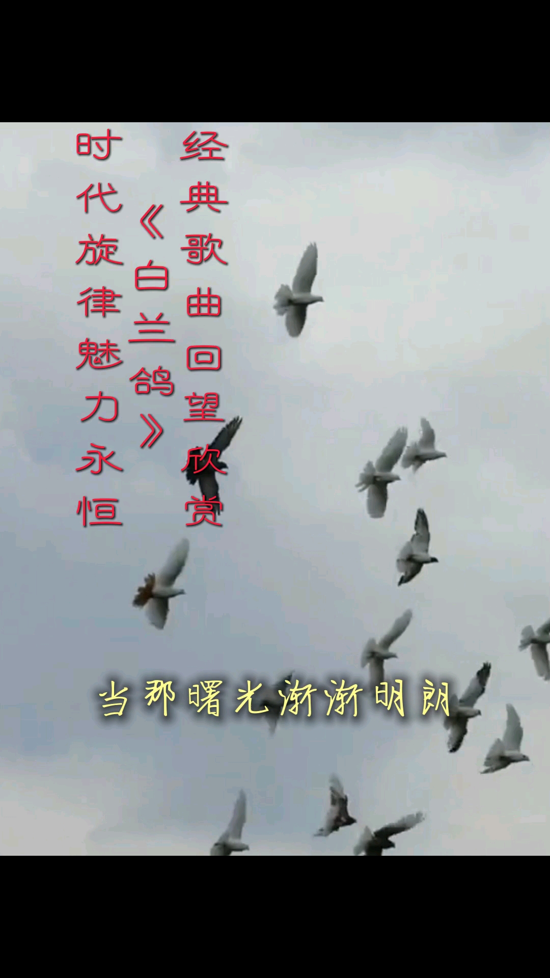 经典音乐歌曲《白兰鸽》旋律好听,意境感人!种草:主页橱窗商品