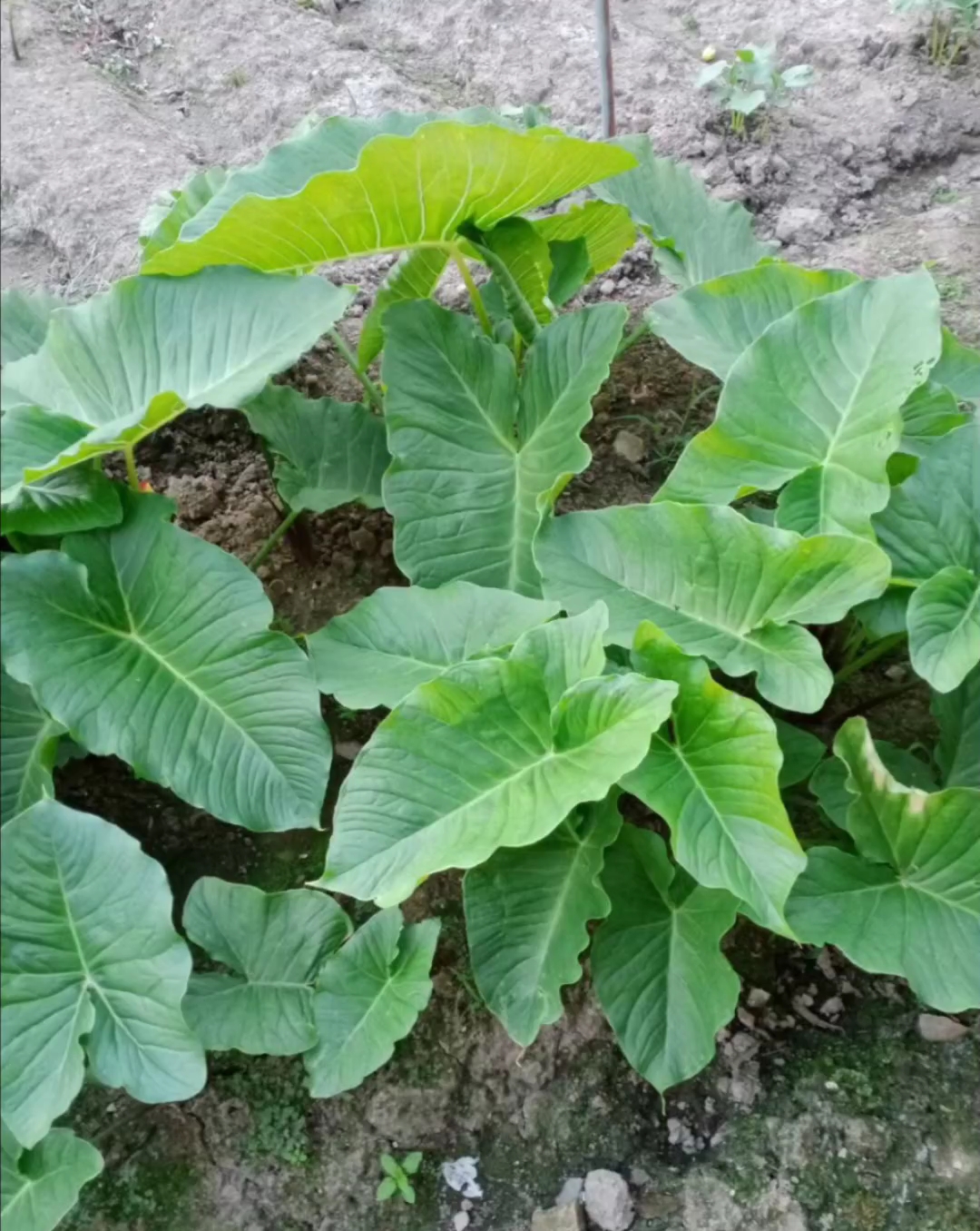 丁毒豆也叫独角莲 留留的克星 节节说散就散