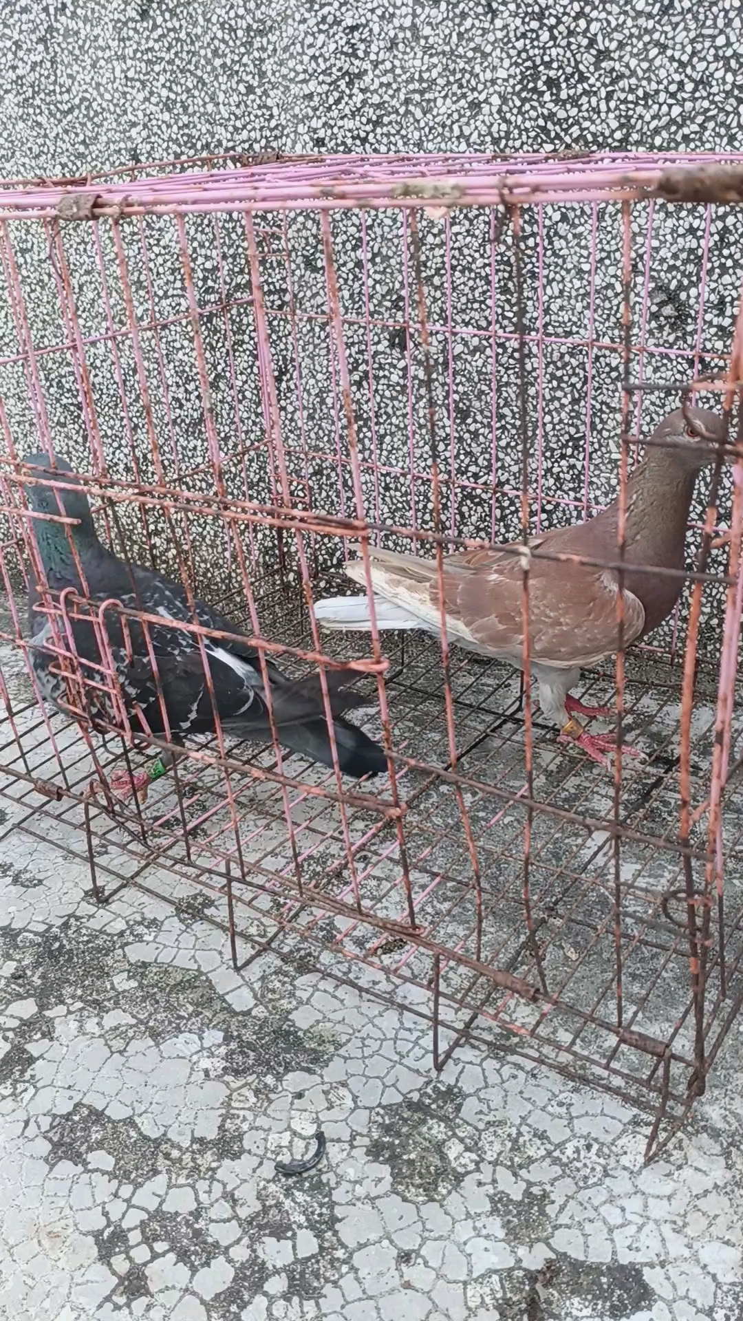 一对种鸽,都是比较不错的鸽子,拿回去换完毛就可以做育