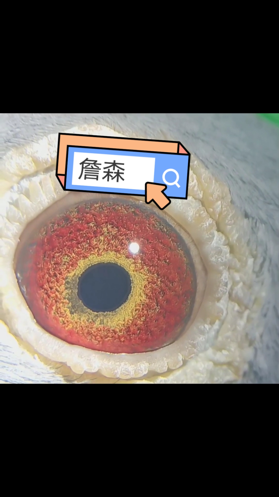 分享2020年的雌鸽,上手轻飘揉,血统詹森小火箭