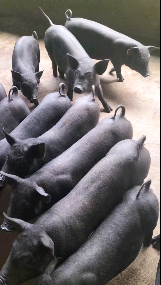 精品育肥黑猪苗,后背母猪,怀孕母猪