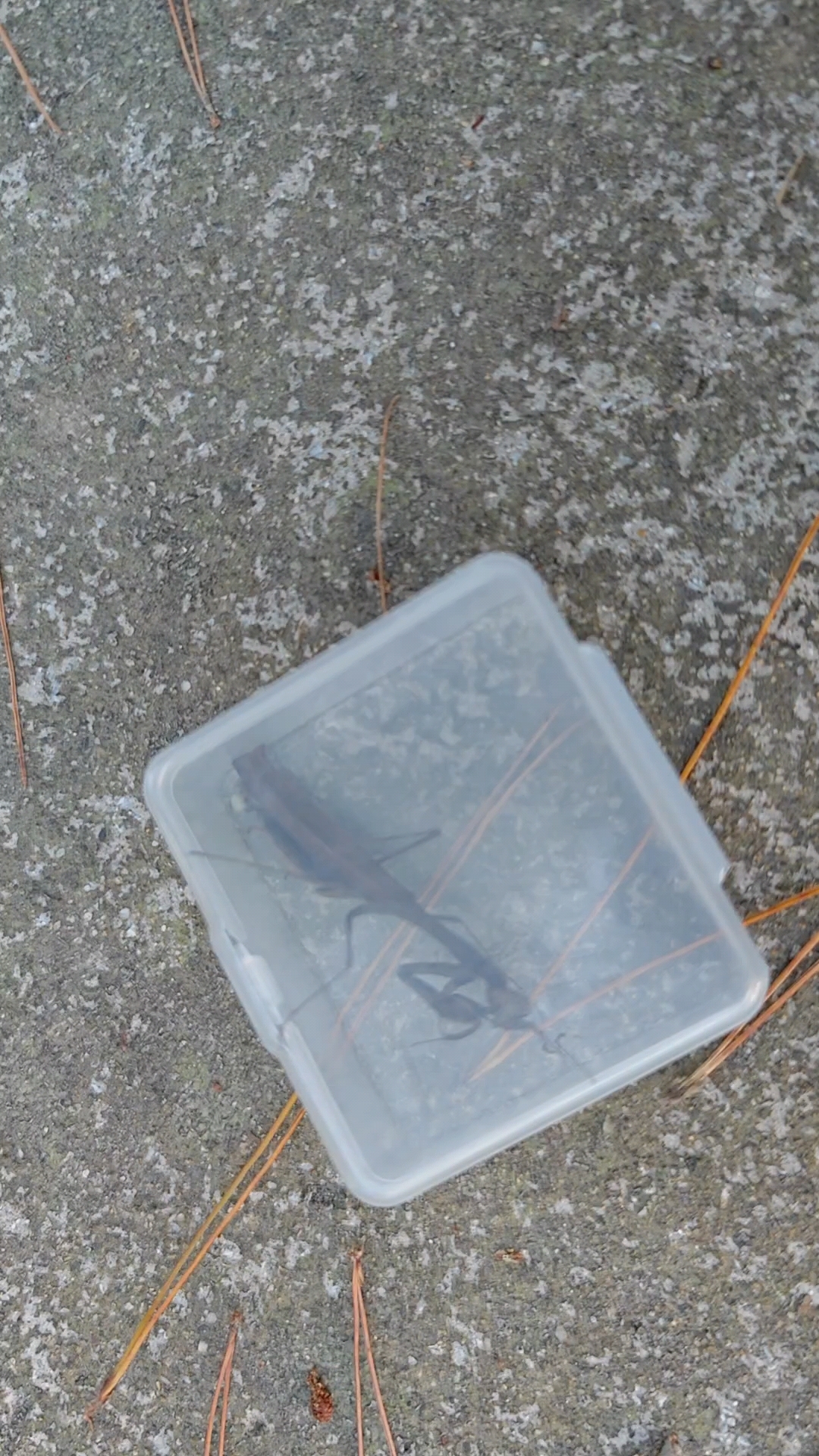 野采昆虫之棕静螳螂.