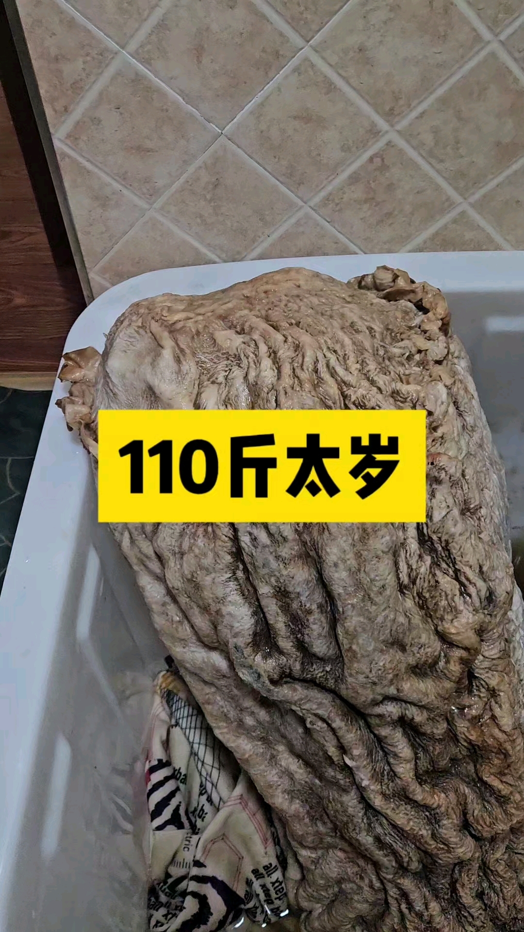 甘肃出土110斤柱子太岁