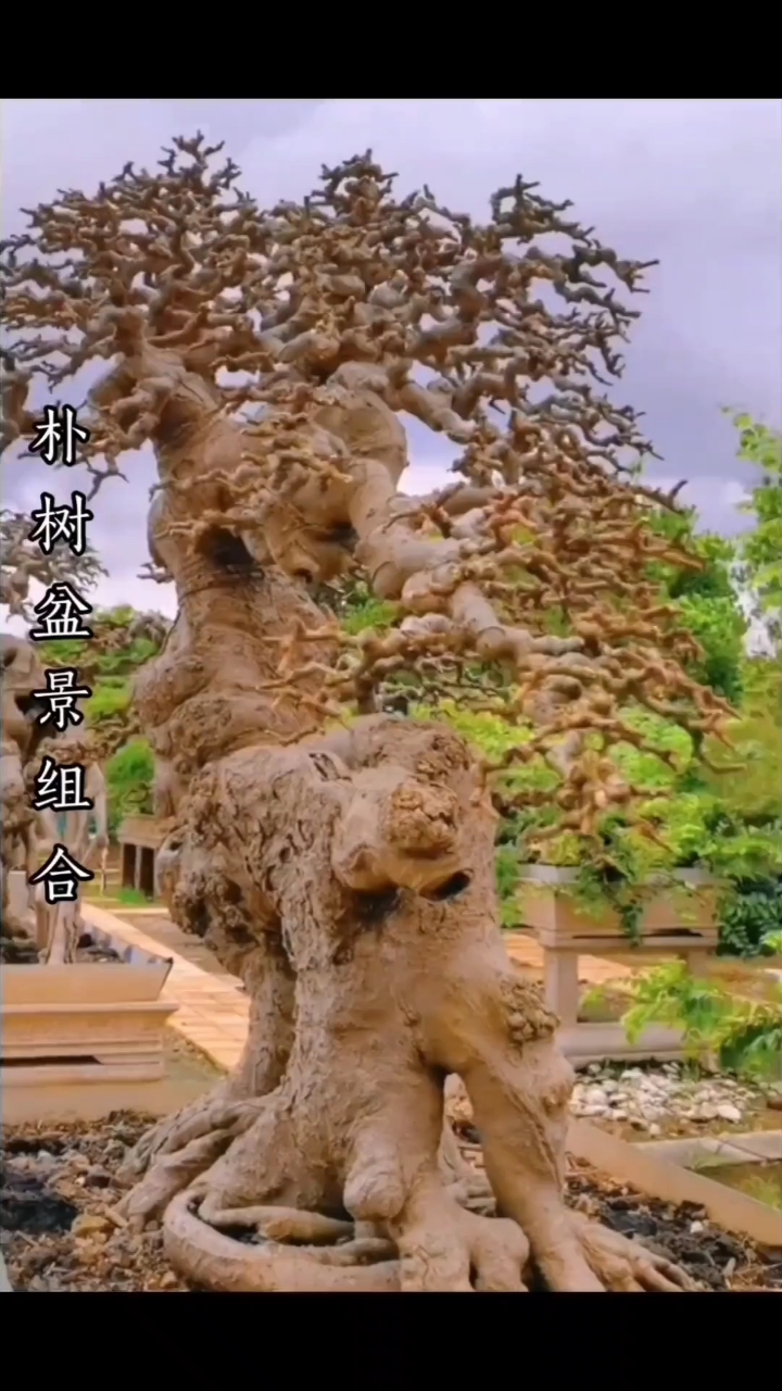 朴树盆景老桩
