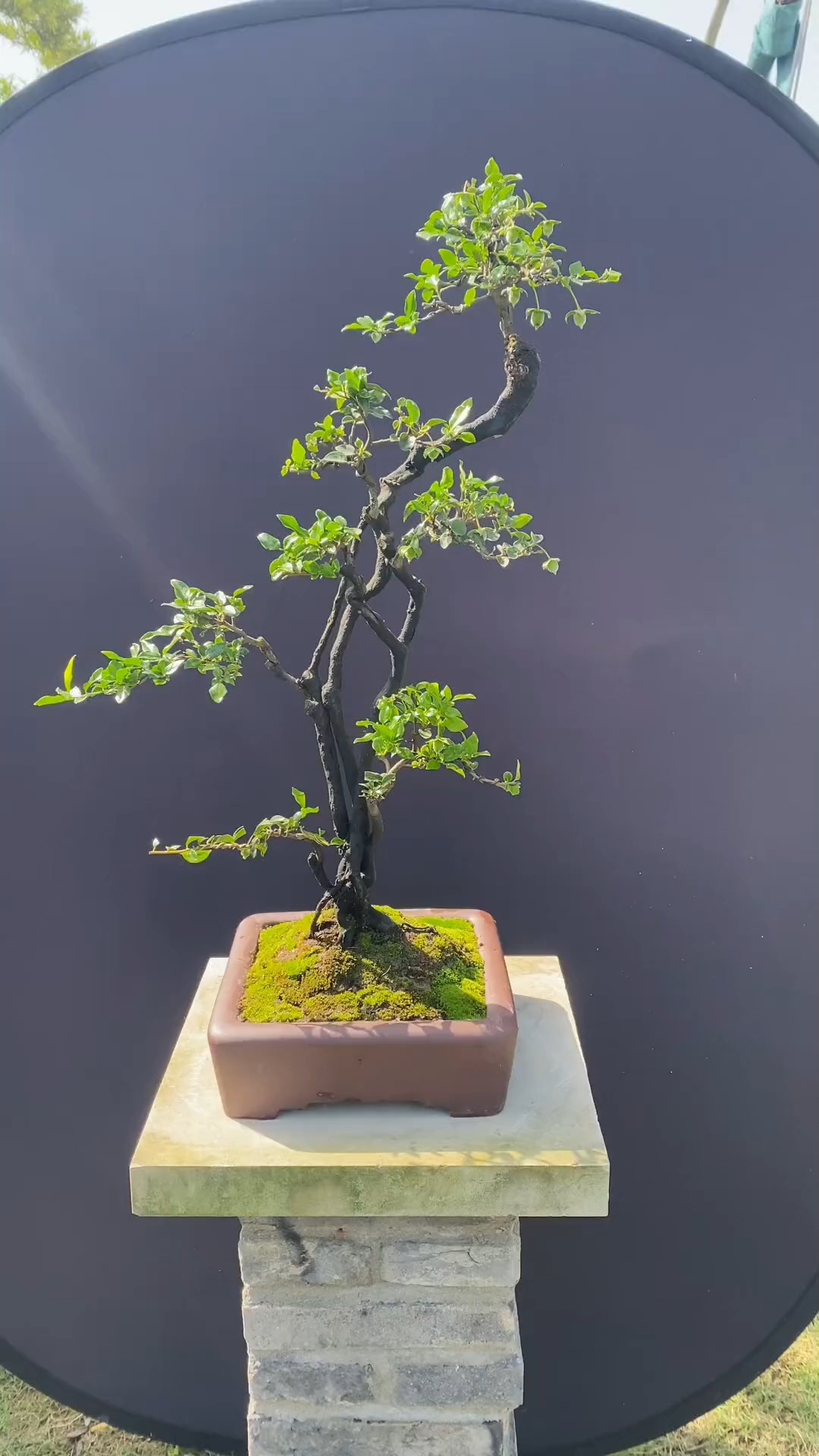 金弹子盆景欣赏