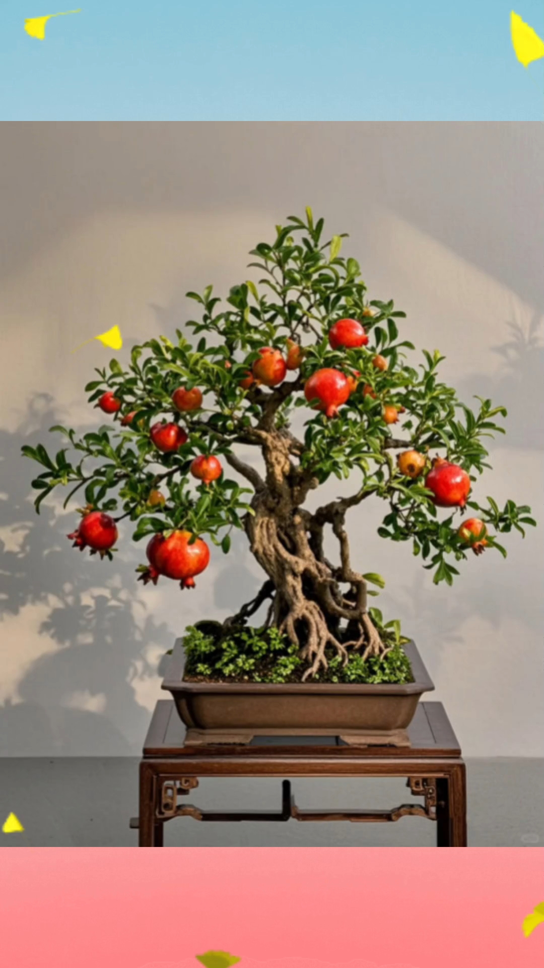 十大名贵盆景"二"