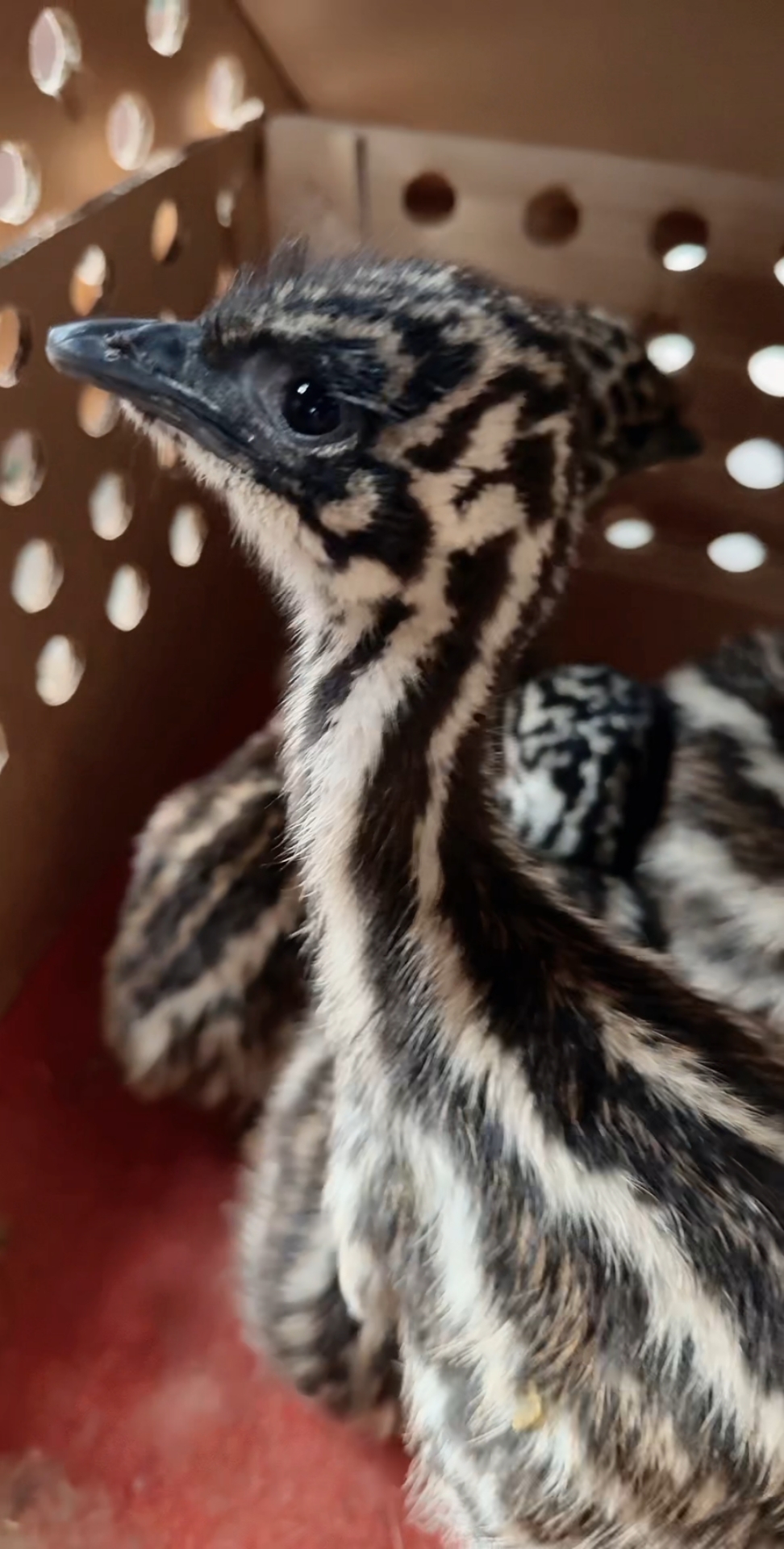 第一批澳洲鸵鸟出壳啦!学名叫鸸鹋!