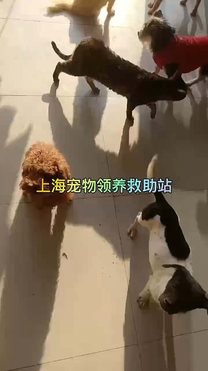 流浪猫收养中心图片