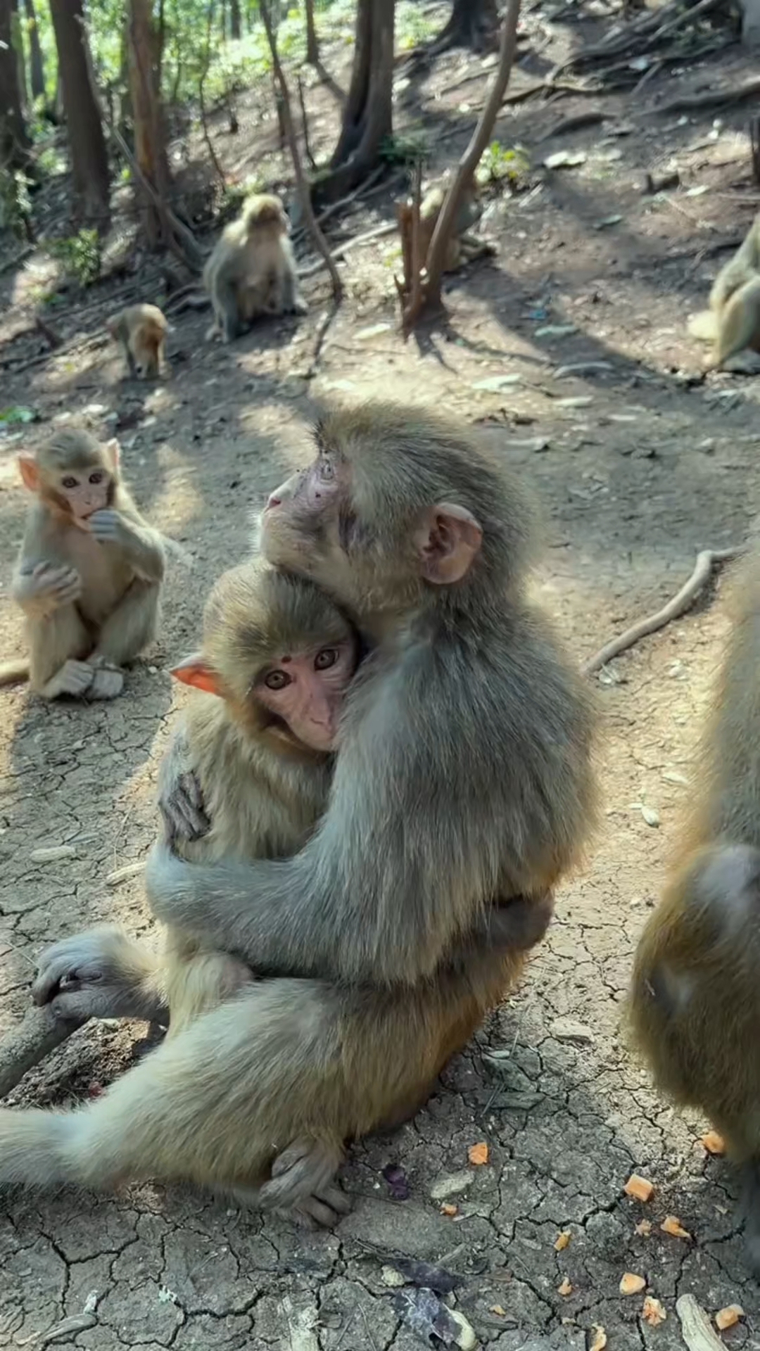 这是两只大公猴子,抱得越紧越暖和