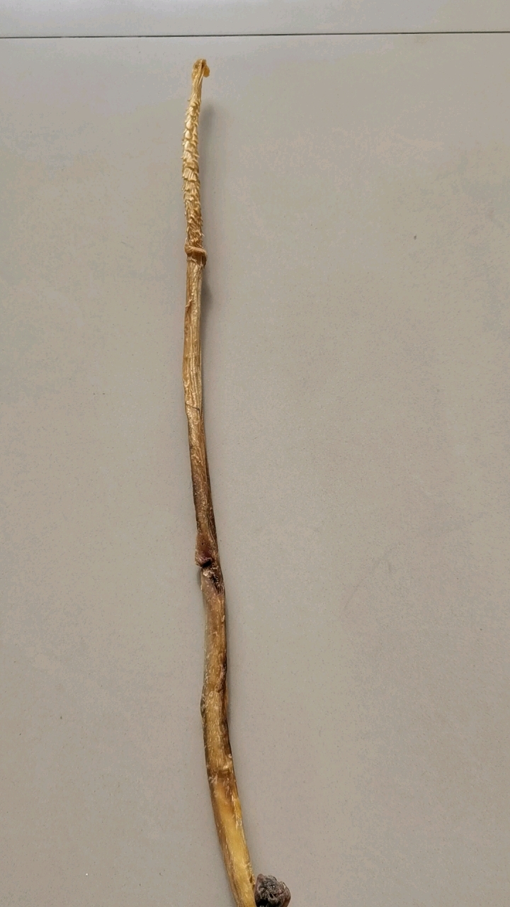 收藏十几年的虎鞭,感兴趣私聊