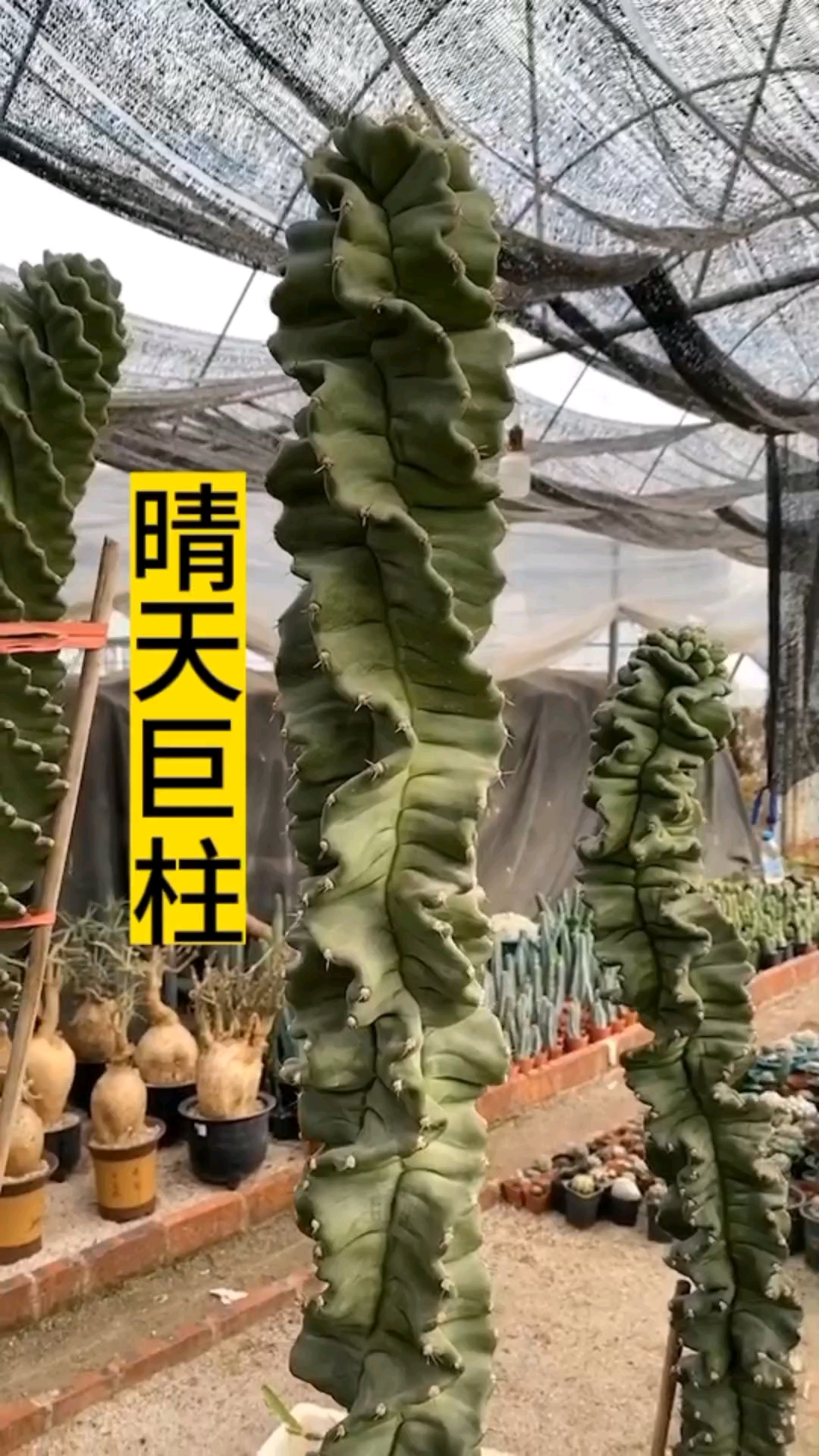 朋友家养的擎天巨柱,带大家参观一下,有认识的吗?