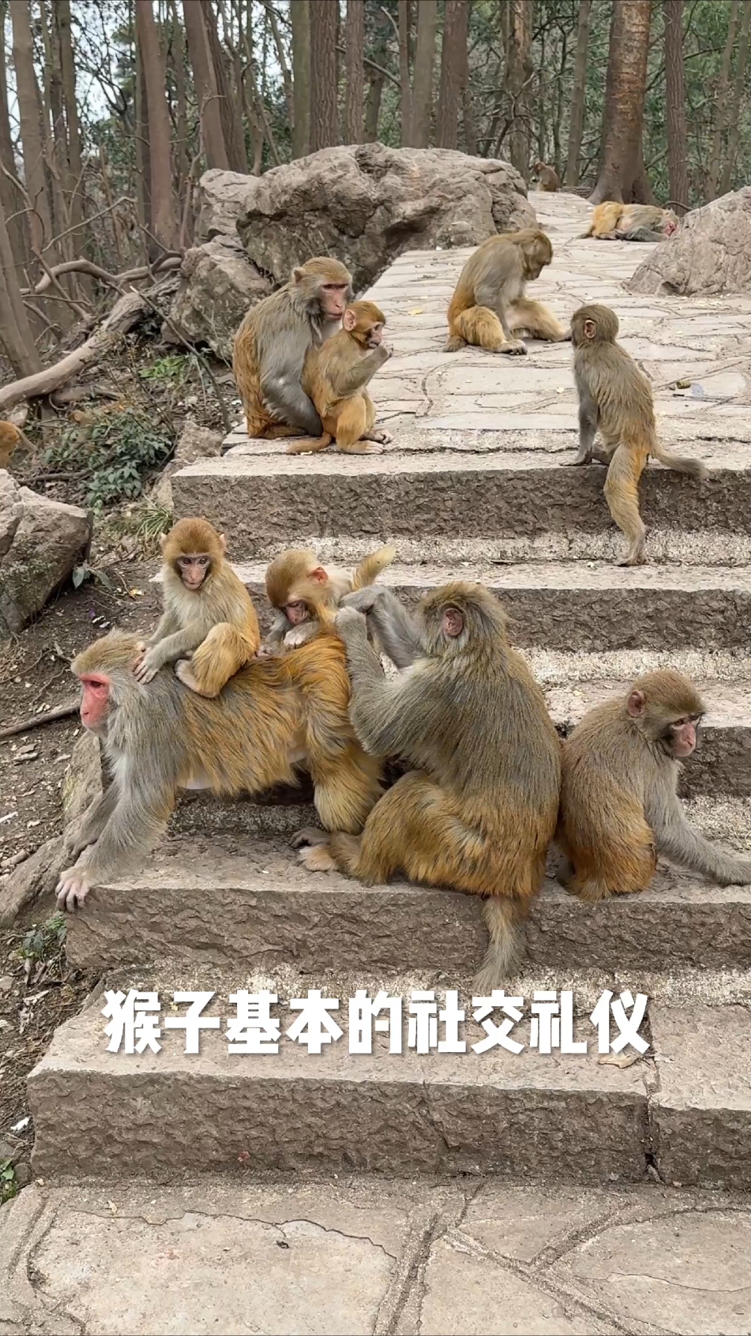 猴子的基本社交礼仪