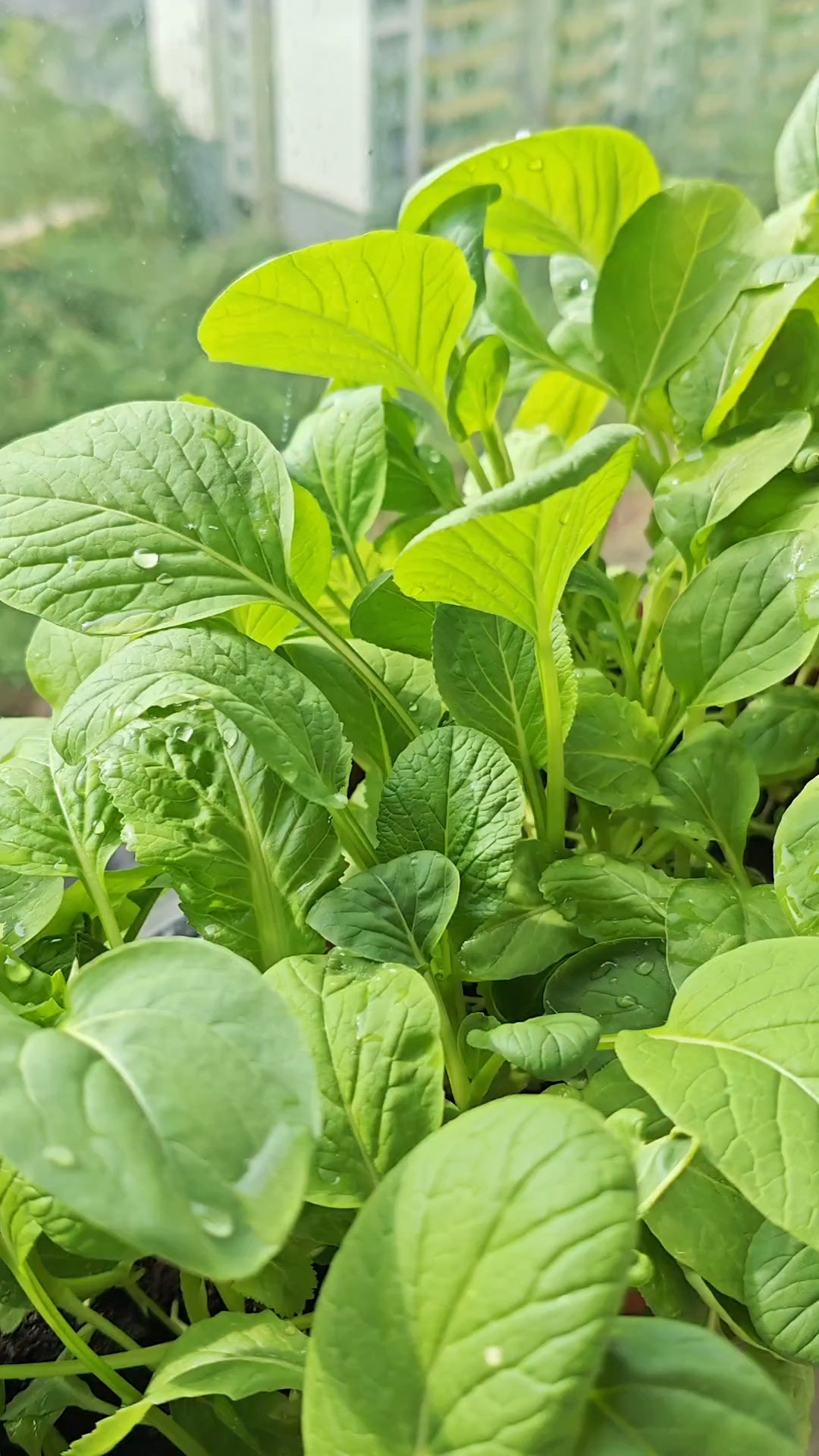 阳台的小青菜好水嫩,感觉它们一下子就长大了!