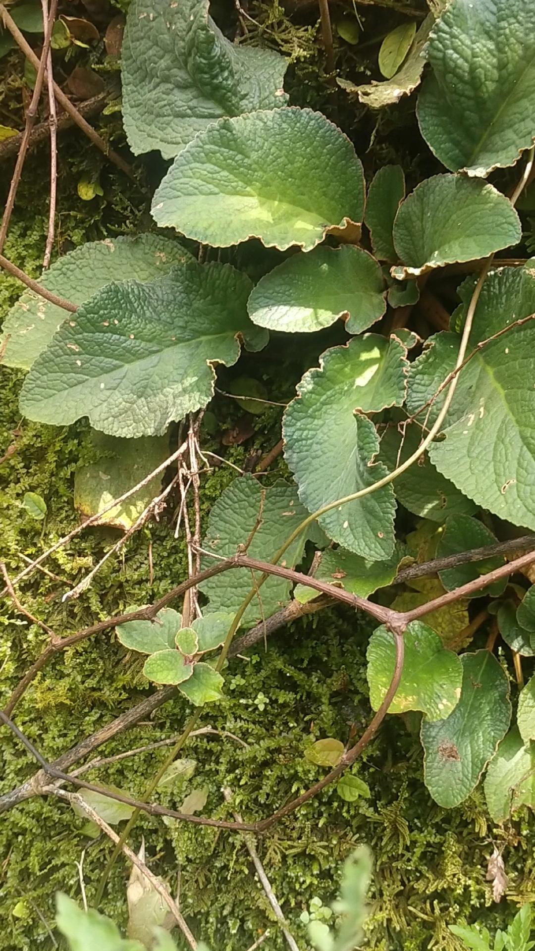 石上莲,又名软肝草,已经不多见了