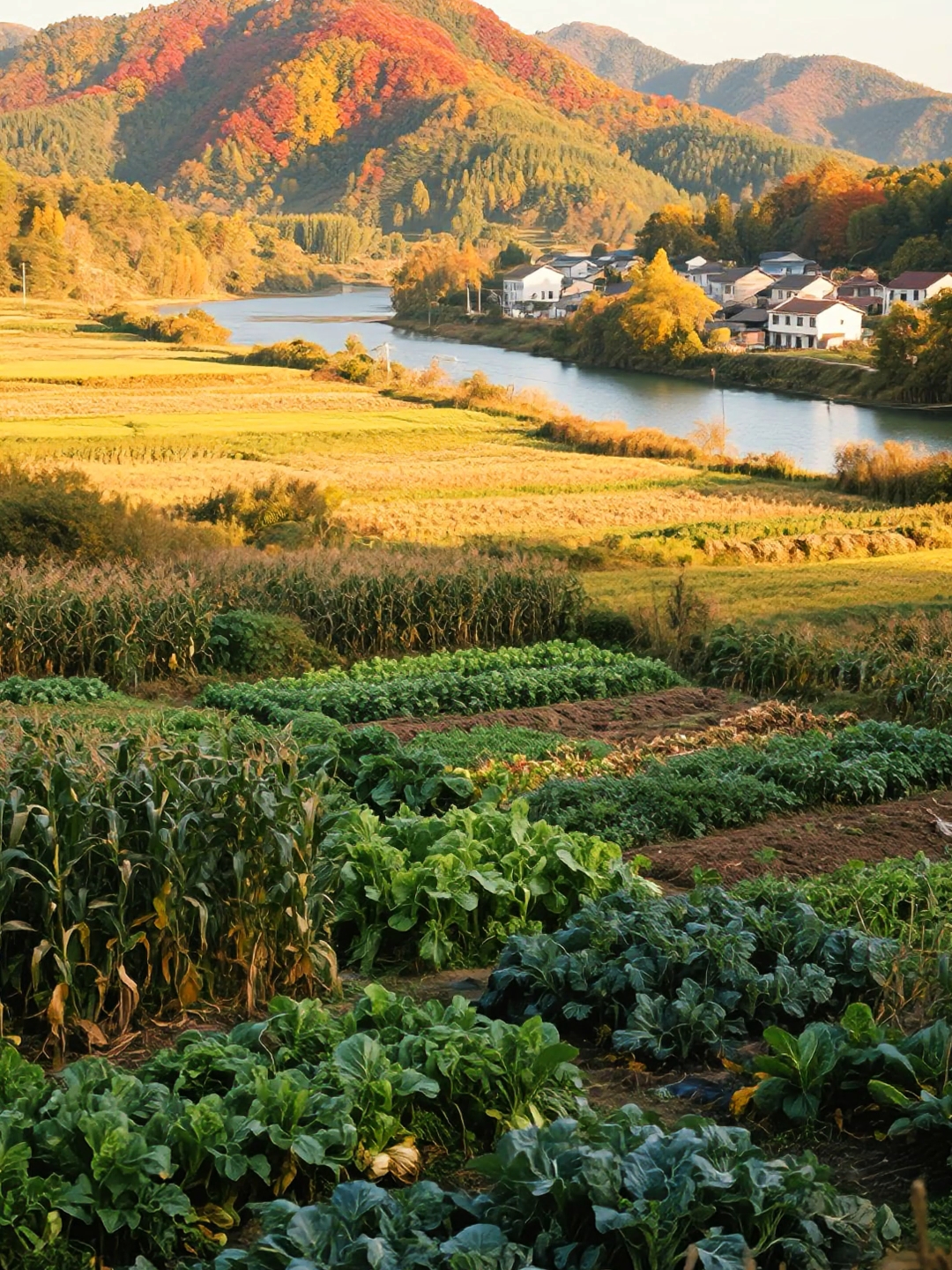 这秋日的乡村田园,让我忆起童年在田野奔跑的时光,满是怀念