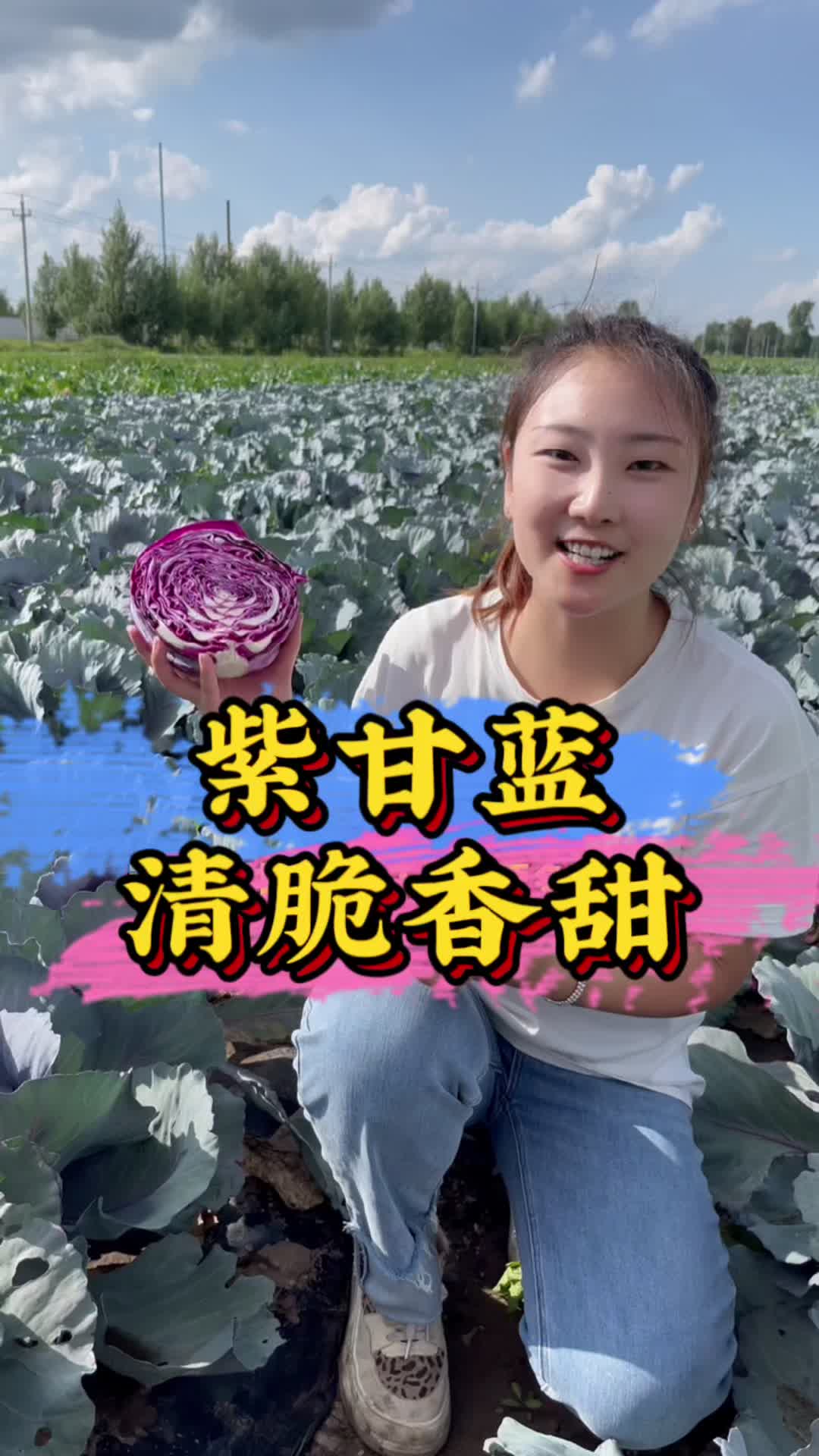 紫甘蓝又叫紫包菜