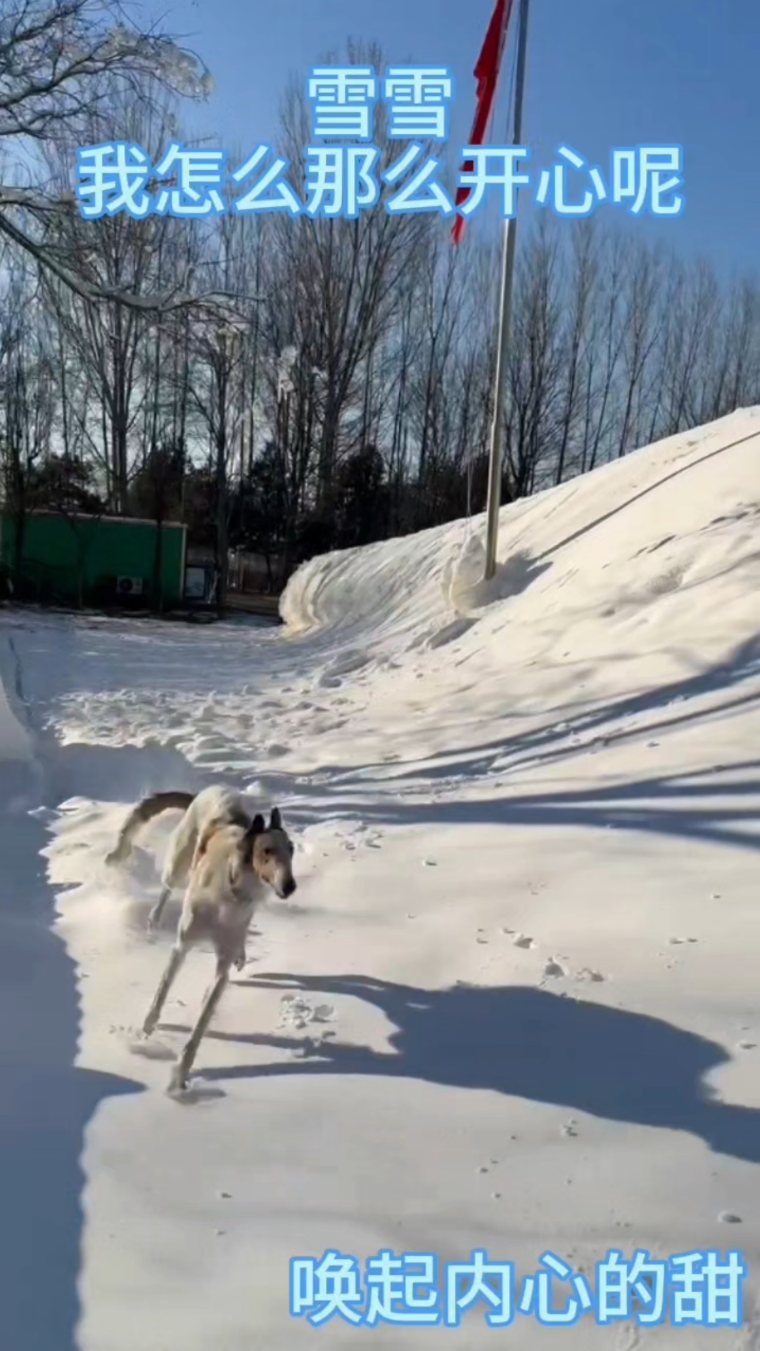 雪犬欢歌 灵犬驰风雪地皑