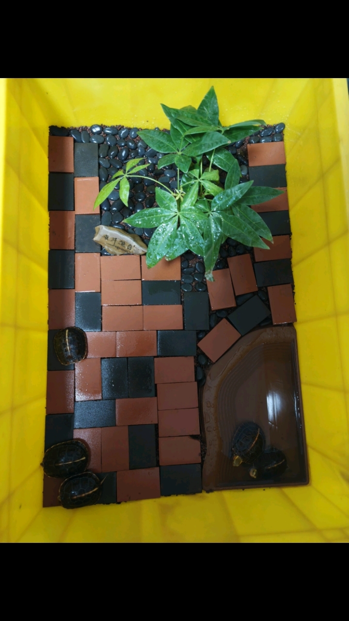 黄缘龟