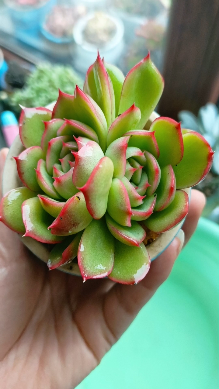 双头侧影多肉红边边耐看