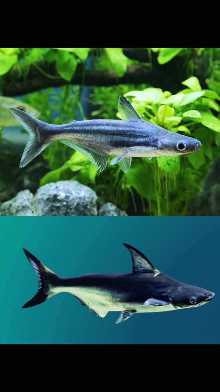 老王:汗鲨为国家一级保护动物,但是蓝鲨并不是!