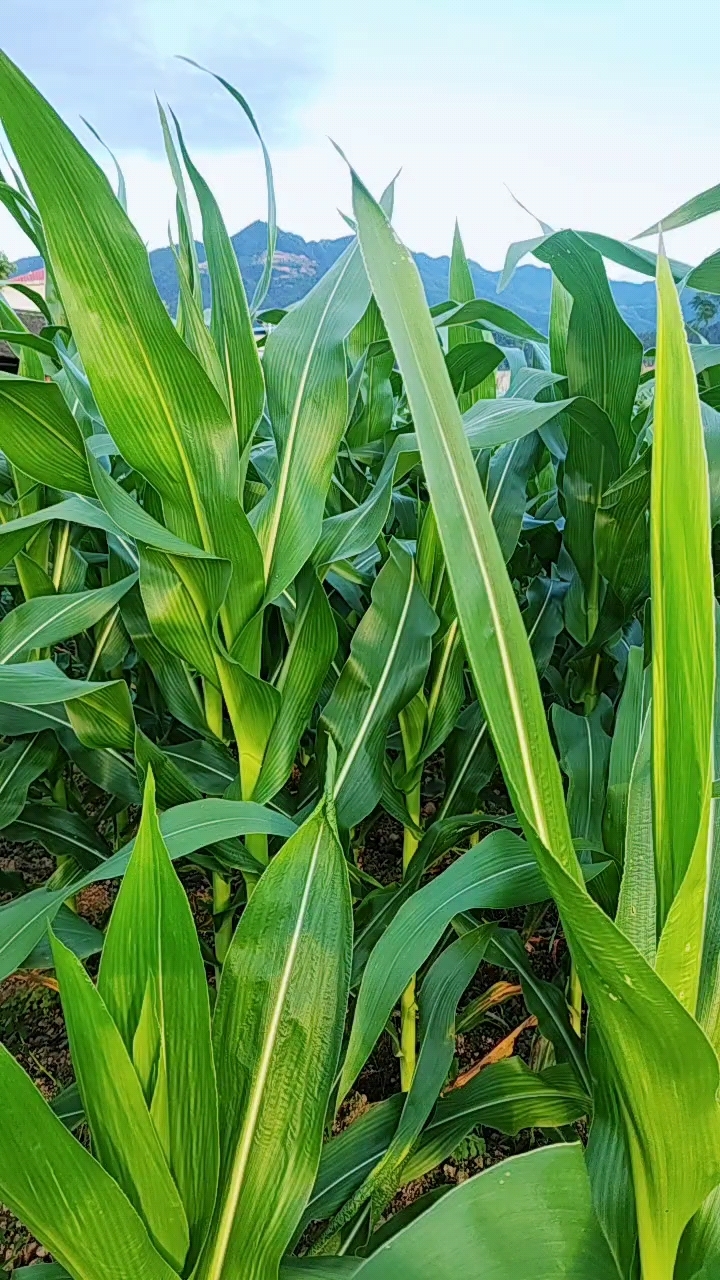 夕阳下我的田间玉米杆