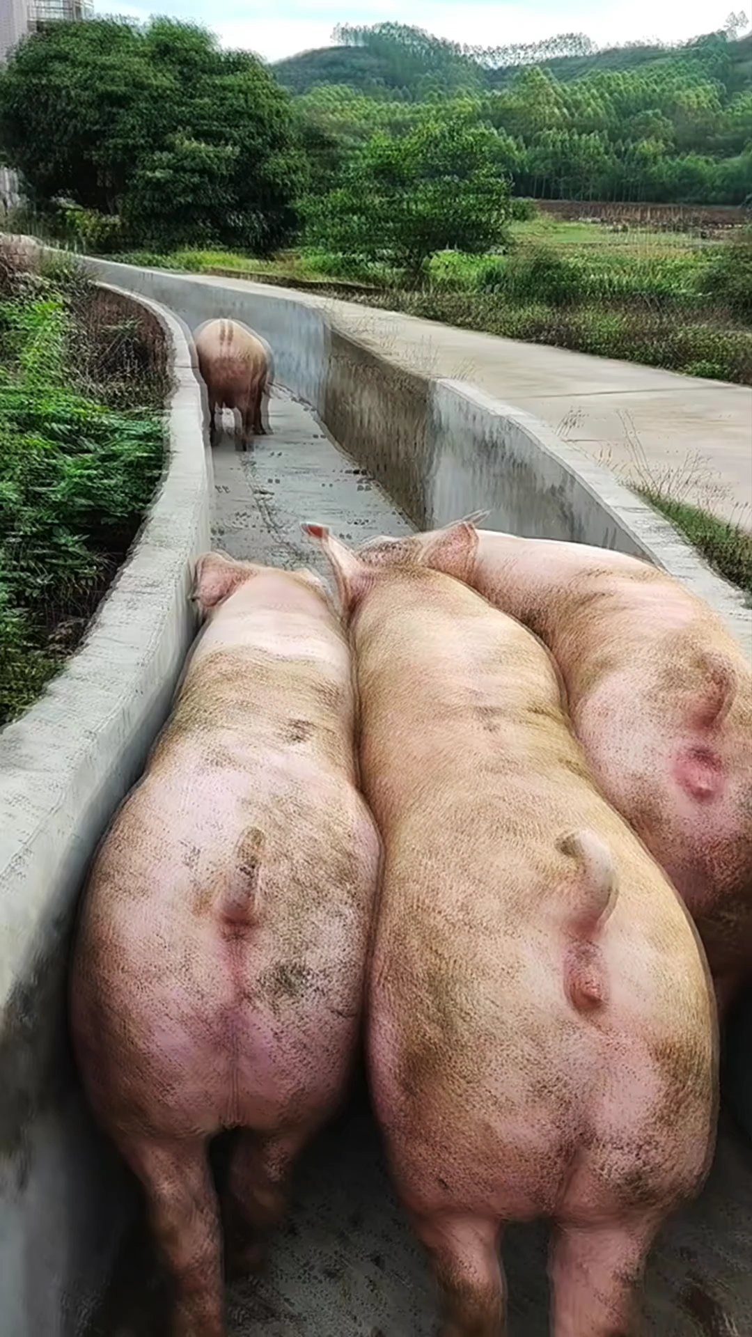 笨猪
