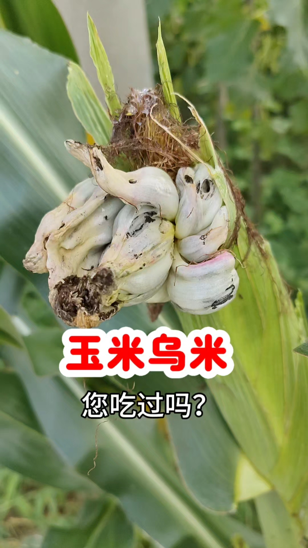 当垃圾丢掉的玉米乌米,竟是餐桌上的山珍野味,被称为玉米黑松露