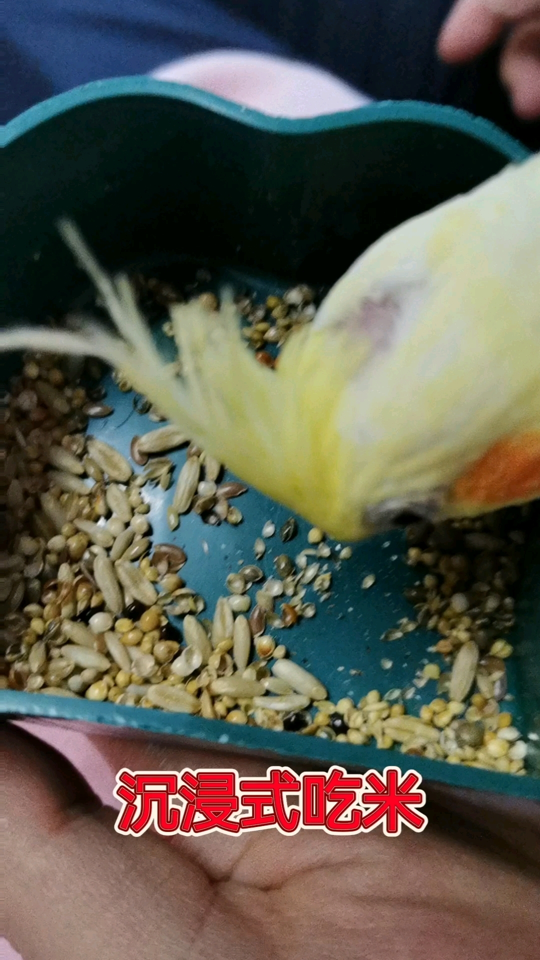 鹦鹉沉浸式吃米助睡眠