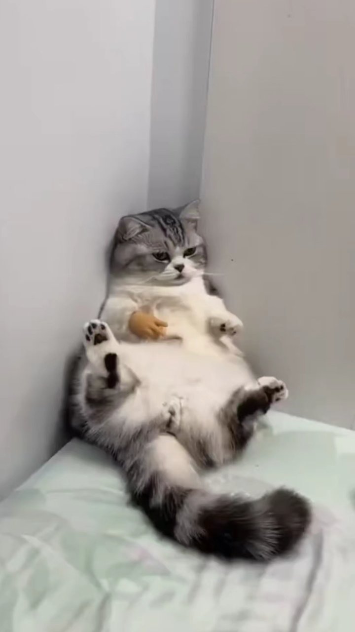 搞笑猫咪