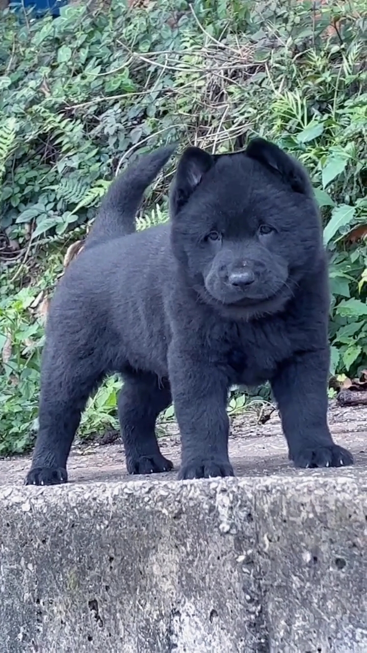 广西土猎五黑幼犬