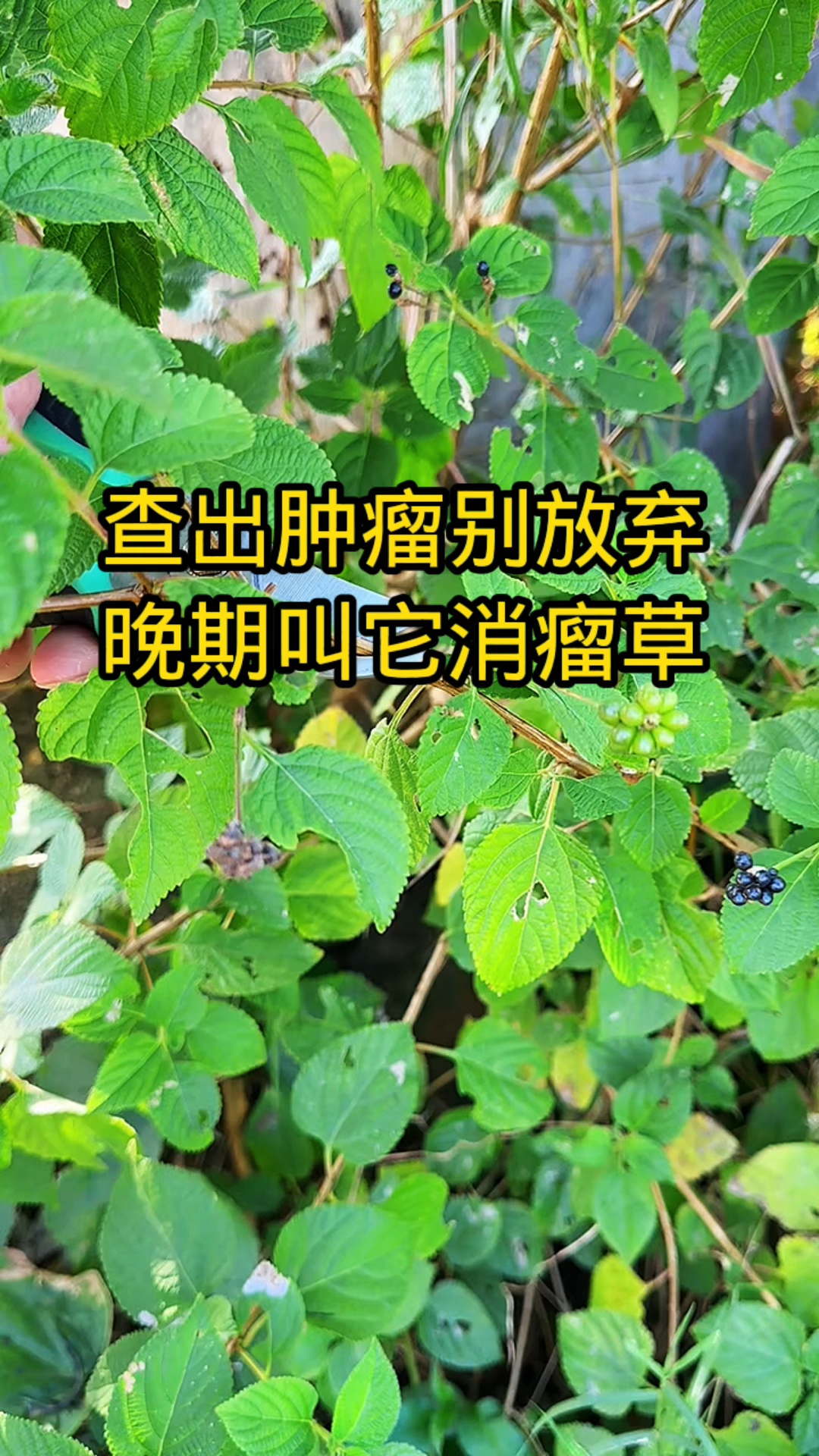 有人认识吗,你的家乡还有吗